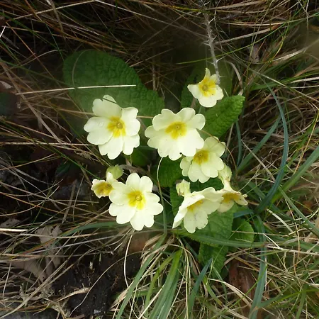 Aran Walkers